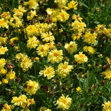 COREOPSIS LEADING LADY CHARLIZE