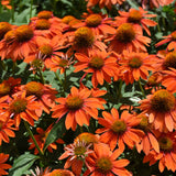 ECHINACEA SOMBRERO ADOBE ORANGE