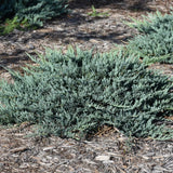 JUNIPER BLUE CHIP