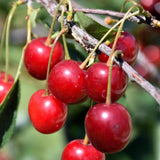 CHERRY NORTH STAR