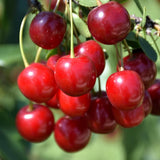 CHERRY JULIET