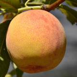 PEACH RELIANCE - NO GUARANTEE -