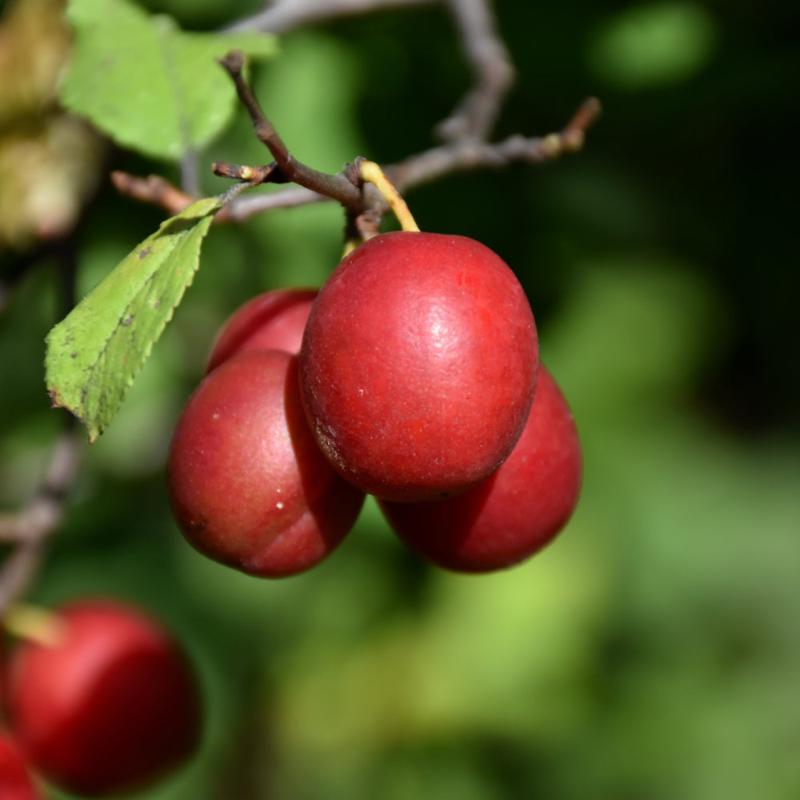 PLUM TOKA JAPANESE