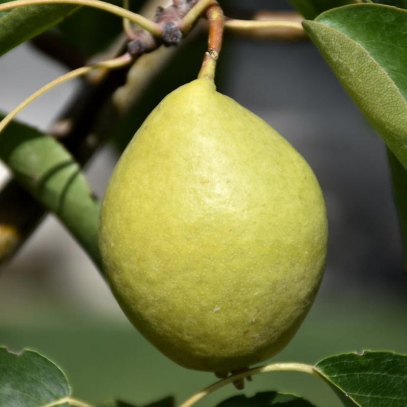 PEAR EARLY GOLDEN