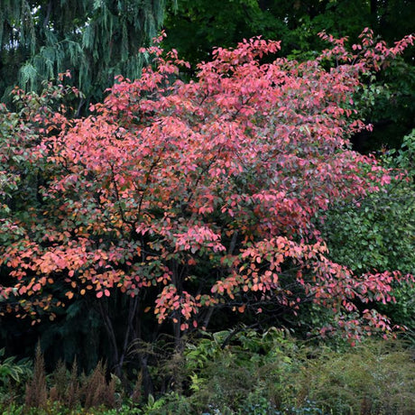 SERVICEBERRY AUTUMN BRILLIANCE