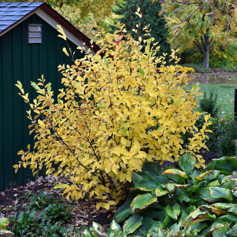 WITCH-HAZEL VERNAL