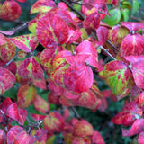 VIBURNUM KOREAN SPICE