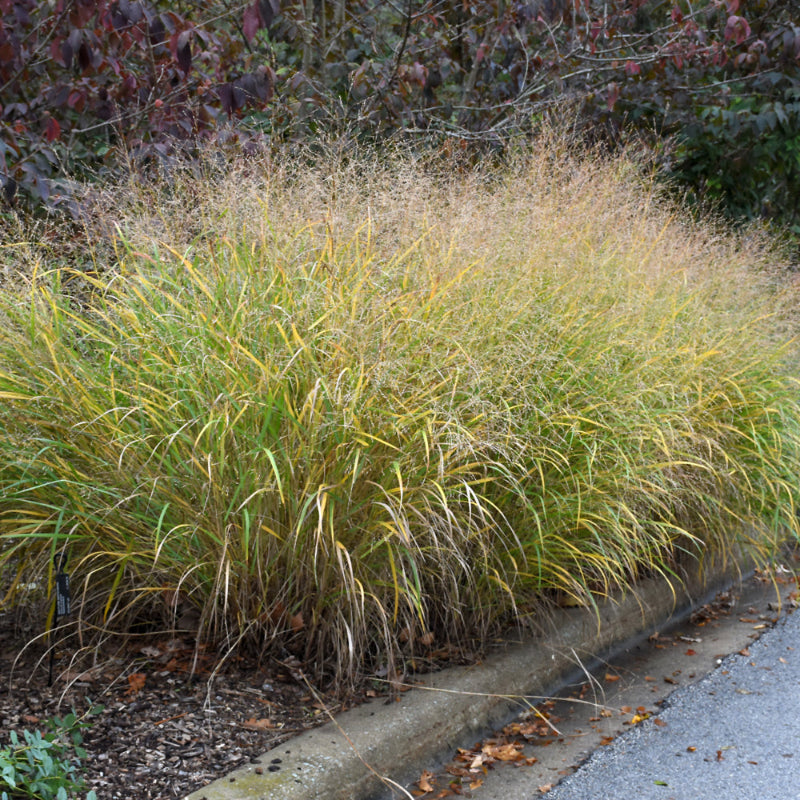 PANICUM ROTSTRAHLBUSCH