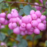 SNOWBERRY PROUD BERRY