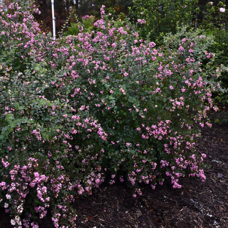 SNOWBERRY PROUD BERRY