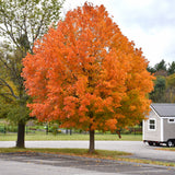 Seed- Sugar Maple