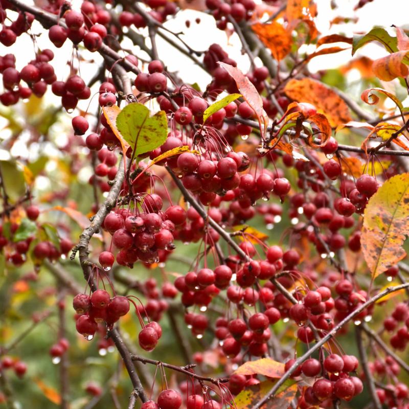 CRABAPPLE PRAIRIEFIRE