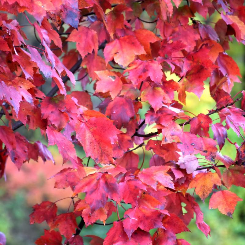 MAPLE RED