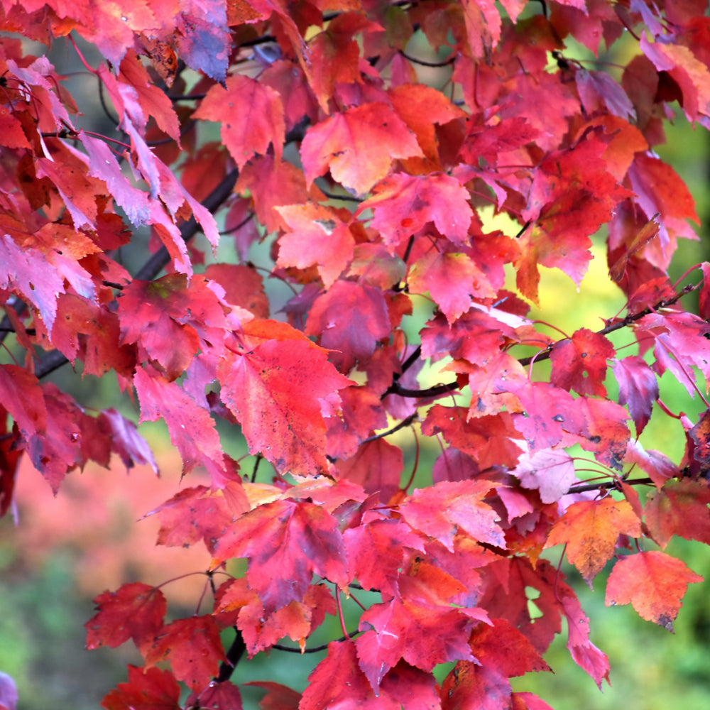 Seed- Red Maple