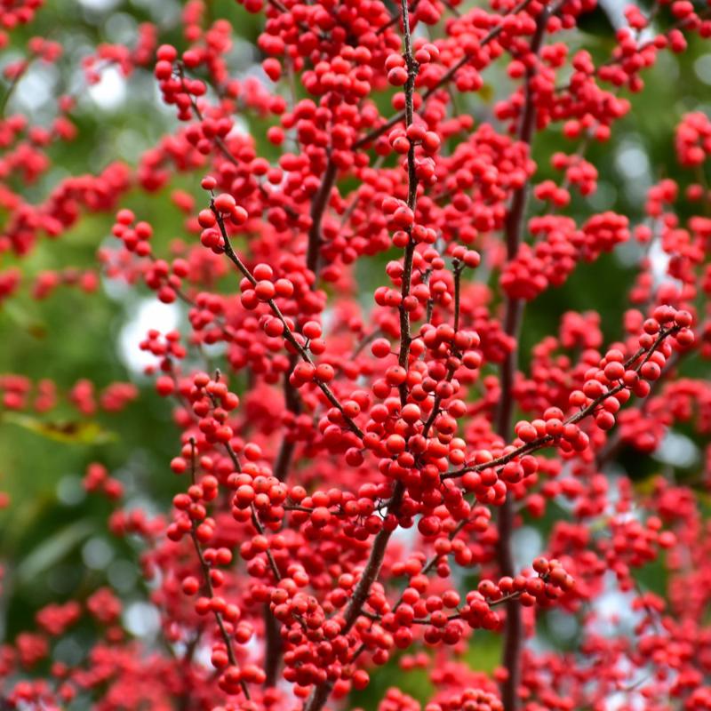 WINTERBERRY WINTER RED