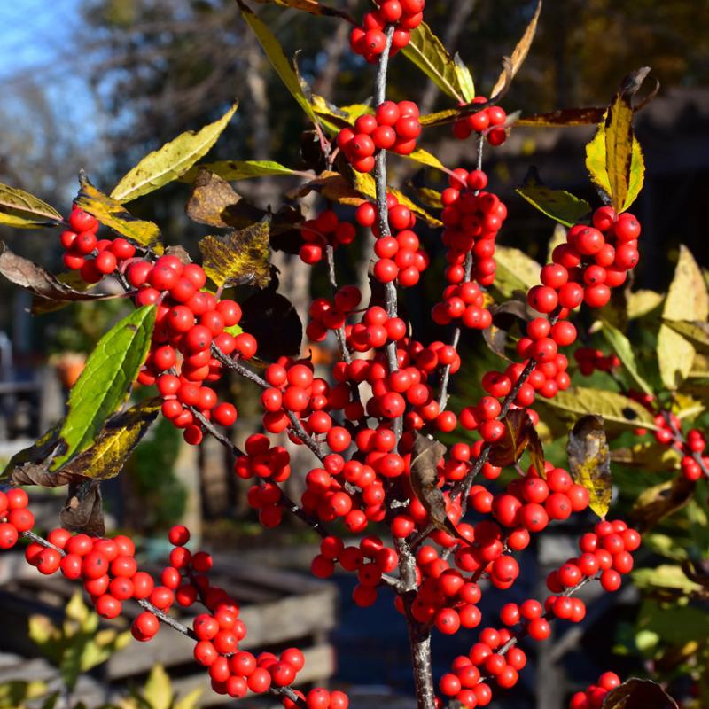 WINTERBERRY