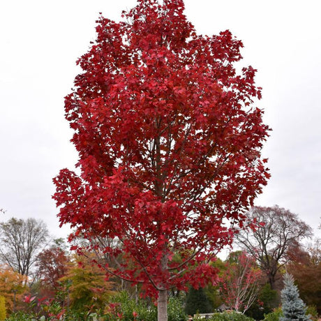 MAPLE OCTOBER GLORY