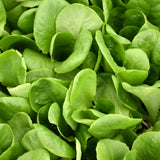 Seed- Head Lettuce Buttercrunch