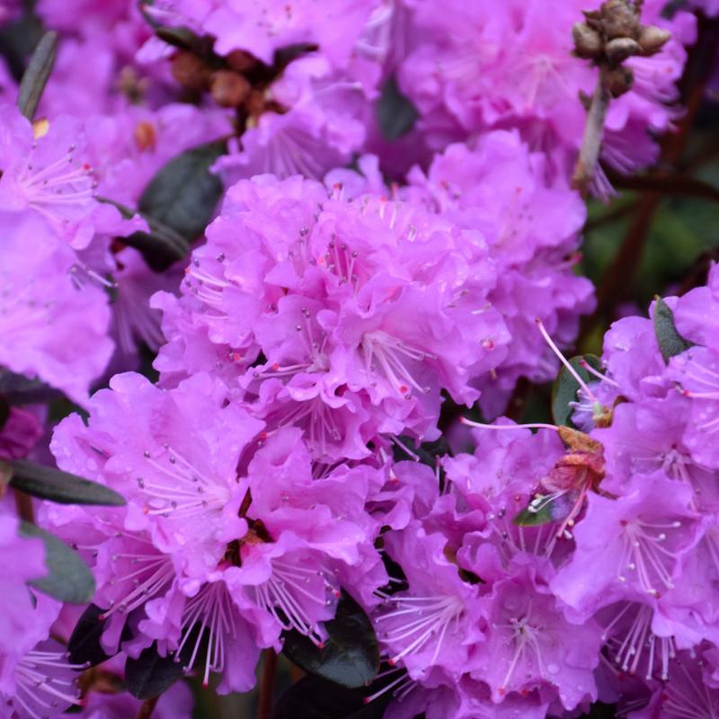 RHODODENDRON PJM REGAL