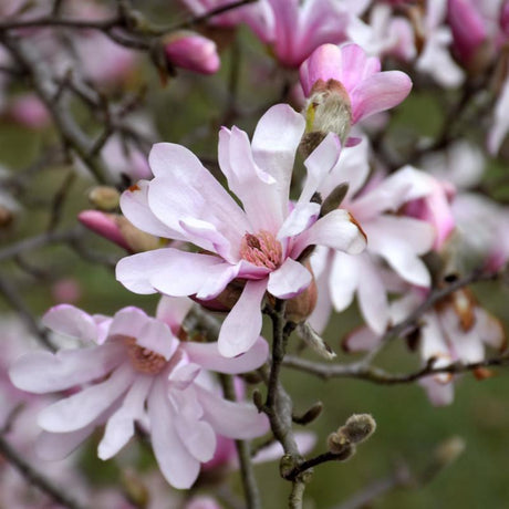 MAGNOLIA LEONARD MESSEL