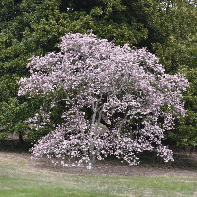 MAGNOLIA LEONARD MESSEL