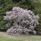 MAGNOLIA LEONARD MESSEL