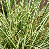 CAREX EVERGOLD