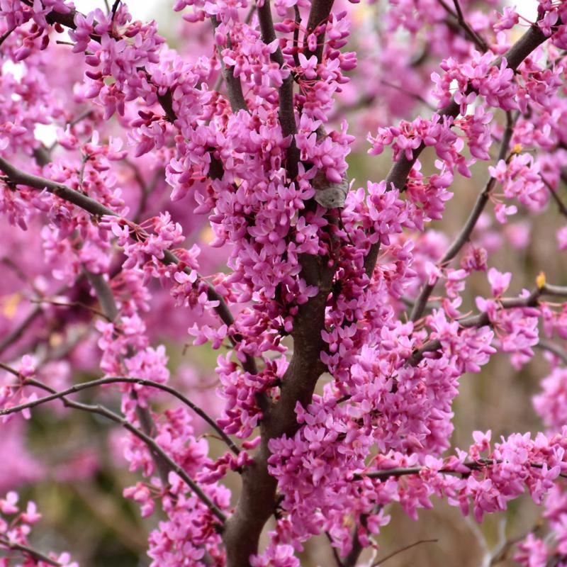 REDBUD RISING SUN