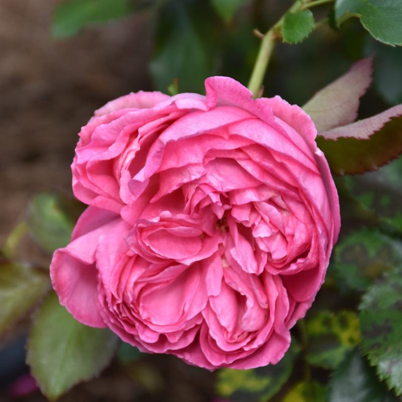 ROSE CLIMBING EDEN PRETTY IN PINK