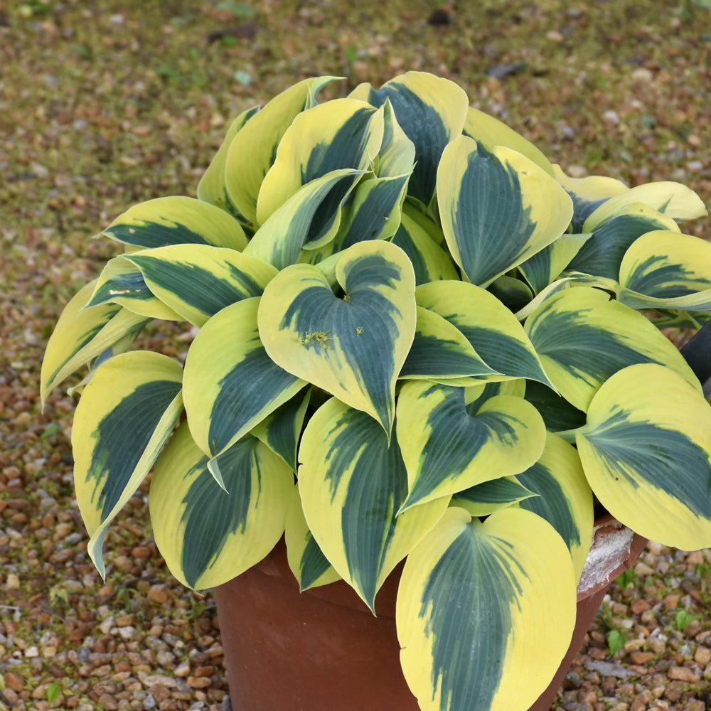 HOSTA AUTUMN FROST