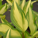 HOSTA COOL AS A CUCUMBER