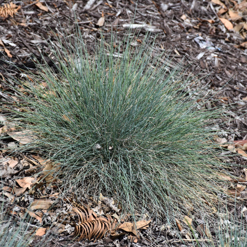 FESTUCA BOULDER BLUE