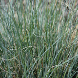 FESTUCA BOULDER BLUE