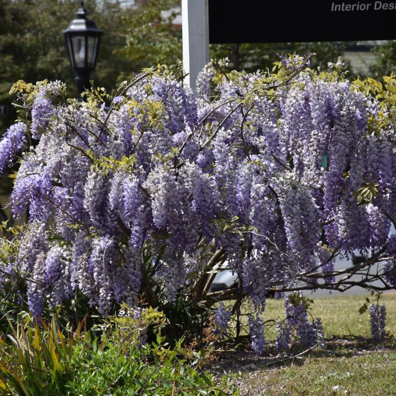 WISTERIA LAWRENCE