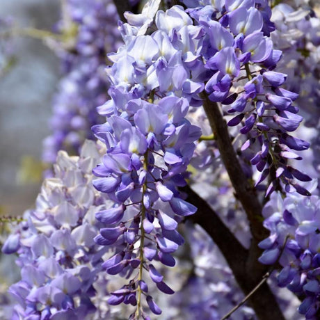 WISTERIA LAWRENCE