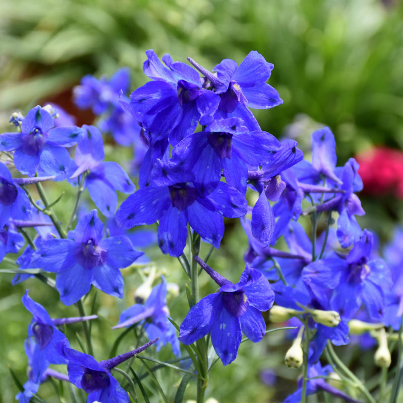 DELPHINIUM SUMMER NIGHTS