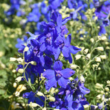 DELPHINIUM SUMMER NIGHTS