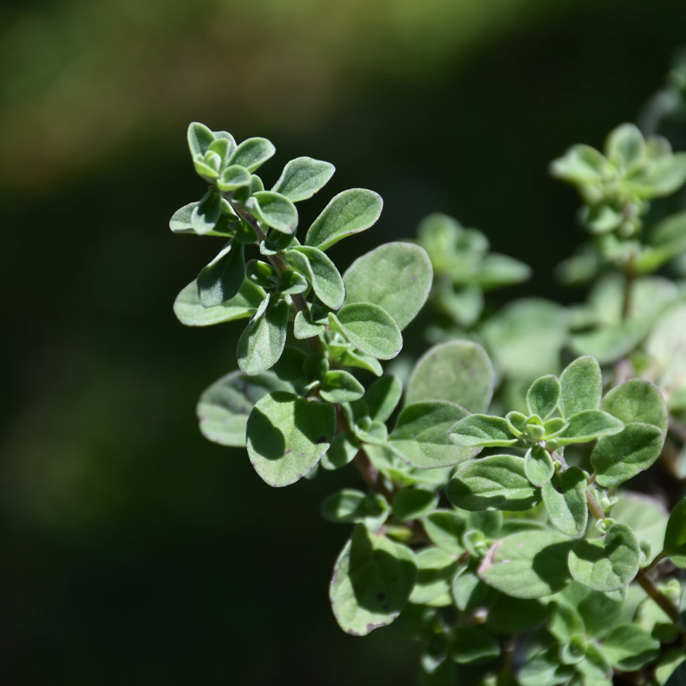 Seed- Sweet Marjoram