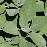 Seed- Sage