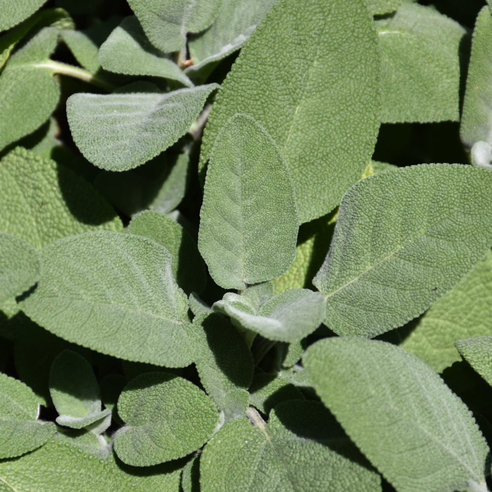 Organic Seed- Sage