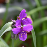 TRADESCANTIA CONCORD GRAPE