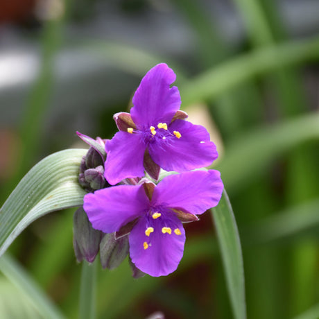 TRADESCANTIA CONCORD GRAPE