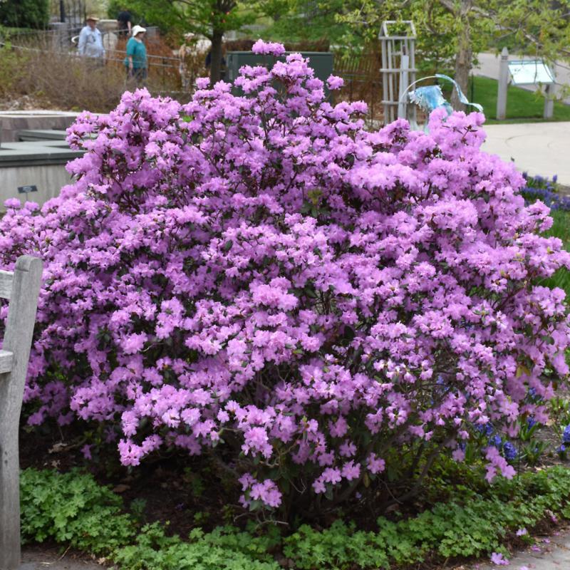 RHODODENDRON PJM