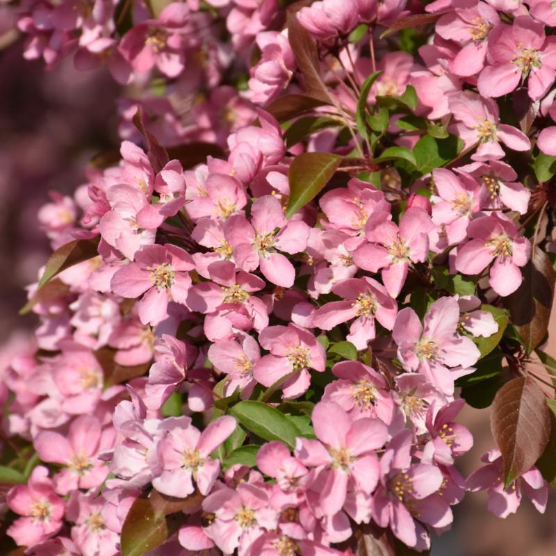 CRABAPPLE ROBINSON