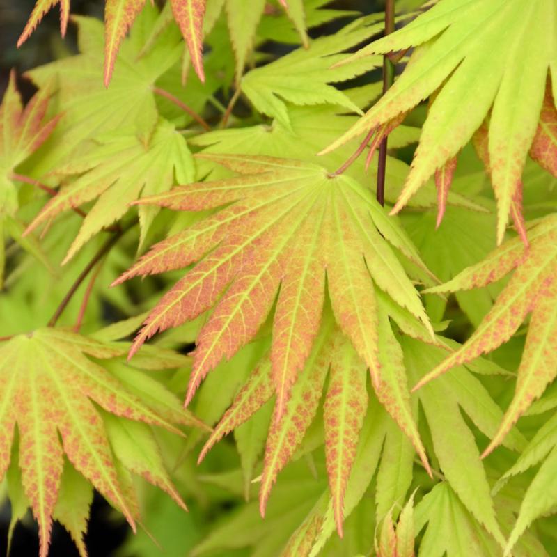 JAPANESE MAPLE AUTUMN MOON