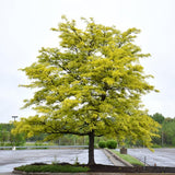 HONEY LOCUST SUNBURST