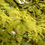 HONEY LOCUST SUNBURST