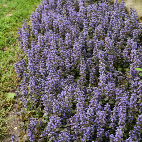 AJUGA CATLINS GIANT