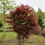 JAPANESE MAPLE EMPEROR ONE