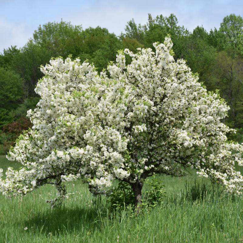 CRABAPPLE LOLLIPOP